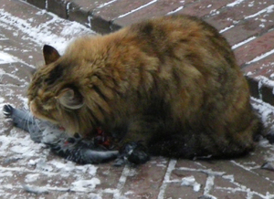 Eine Katze frisst in der nördlichsten Millionenstadt der Welt eine Taube. Wir dachten uns, das passt.